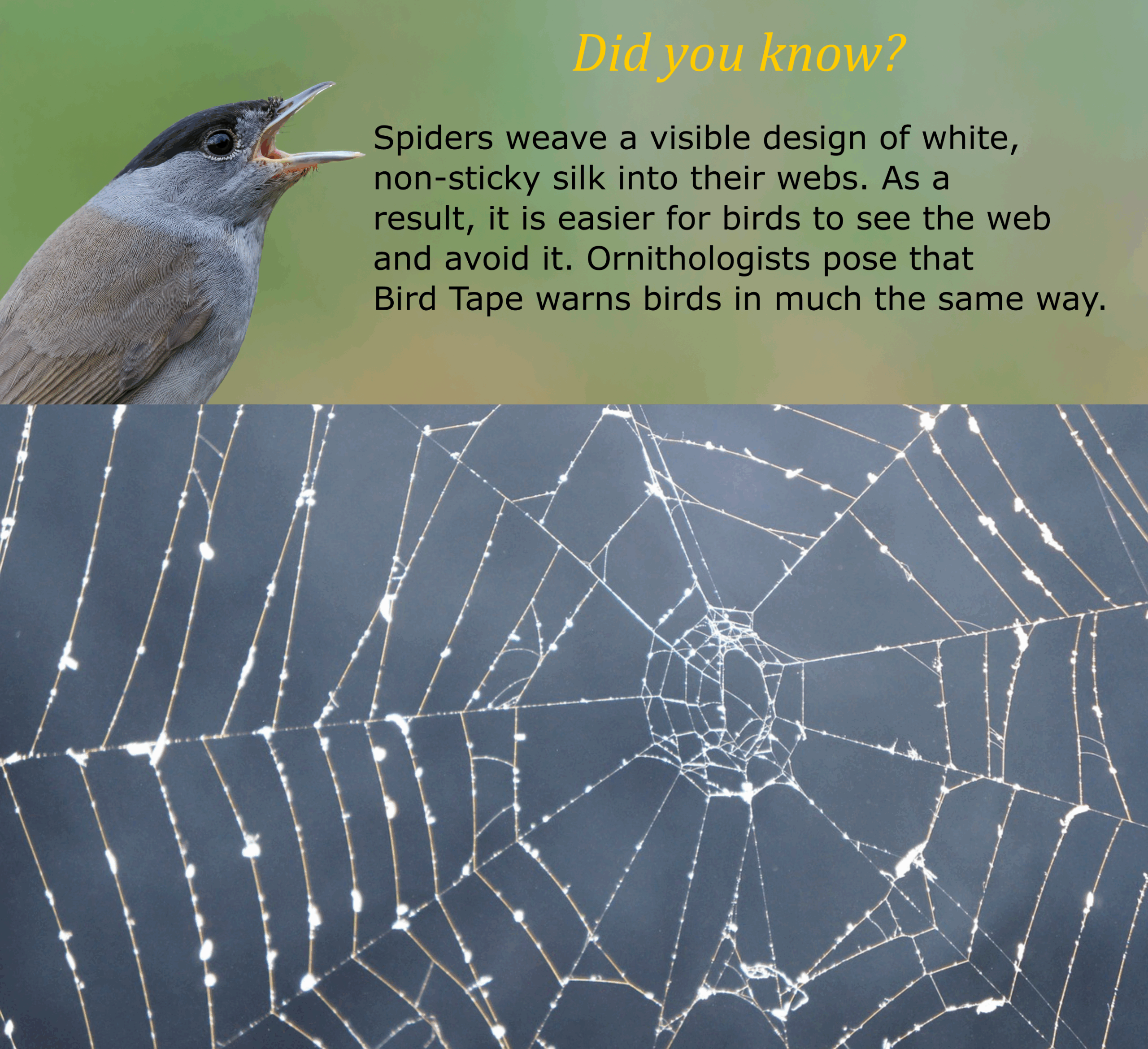 White BirdTape™ TF:15-20 - Image 8